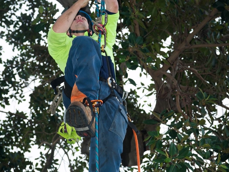 Qualified arborist working in a mature tree during a property survey in Buckinghamshire